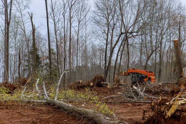 Woodburn, OR Tree Services Company